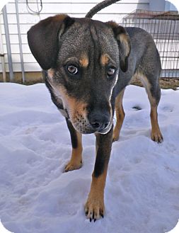Husky/Shepherd (Unknown Type) Mix Dog for Sale in Brookville, Indiana - Axel Husky/Shepherd (Unknown Type) Mix Dog for Sale in Brookville, Indiana - Axel
