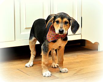 Treeing Walker Coonhound/German Shepherd Dog Mix Puppy for Sale in Sparta, New Jersey - Kit Kat Treeing Walker Coonhound/German Shepherd Dog Mix Puppy for Sale in Sparta, New Jersey - Kit Kat