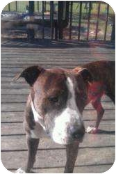 Pit Bull Terrier Mix Dog for Sale in Hopkinsville, Kentucky - Ozzy Pit Bull Terrier Mix Dog for Sale in Hopkinsville, Kentucky - Ozzy