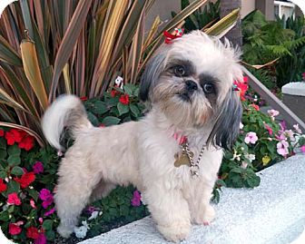 Shih Tzu Dog for Sale in Los Angeles, California - YVETTE Shih Tzu Dog for Sale in Los Angeles, California - YVETTE