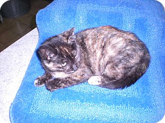Calico Kitten for Sale in New Castle, Pennsylvania - Calico Kitten for Sale in New Castle, Pennsylvania -
