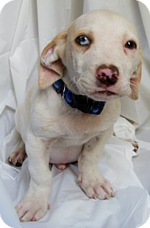Boxer/Basset Hound Mix Puppy for Sale in Thousand Oaks, California - Jack Boxer/Basset Hound Mix Puppy for Sale in Thousand Oaks, California - Jack