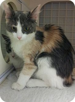 Domestic Mediumhair Kitten for Sale in Mesa, Arizona - Pepper Domestic Mediumhair Kitten for Sale in Mesa, Arizona - Pepper