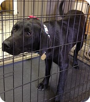 Labrador Retriever Mix Dog for Sale in Richmond, Virginia - Baker Labrador Retriever Mix Dog for Sale in Richmond, Virginia - Baker