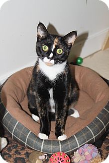 Calico Cat for Sale in North Branford, Connecticut - Rachel Calico Cat for Sale in North Branford, Connecticut - Rachel