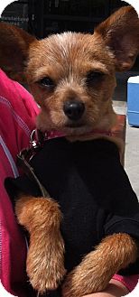 Terrier (Unknown Type, Small) Mix Puppy for Sale in Mission Viejo, California - MIA Terrier (Unknown Type, Small) Mix Puppy for Sale in Mission Viejo, California - MIA