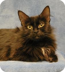 Domestic Mediumhair Cat for Sale in Sacramento, California - Star Domestic Mediumhair Cat for Sale in Sacramento, California - Star