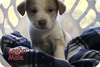 Australian Shepherd/Spaniel (Unknown Type) Mix Puppy for Sale in Danbury, Connecticut - Logan ADOPTION PENDING Australian Shepherd/Spaniel (Unknown Type) Mix Puppy for Sale in Danbury, Connecticut - Logan ADOPTION PENDING