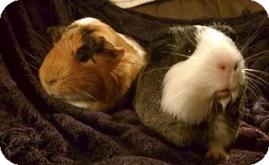 Guinea Pig for Sale in Costa Mesa, California - Clementine and Belle Guinea Pig for Sale in Costa Mesa, California - Clementine and Belle