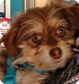 Tibetan Spaniel Mix Dog for Sale in Thousand Oaks, California - Beyonce Tibetan Spaniel Mix Dog for Sale in Thousand Oaks, California - Beyonce