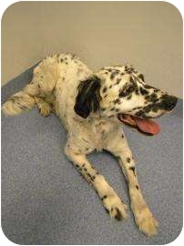 English Setter Mix Dog for Sale in Gainesville, Florida - Hera English Setter Mix Dog for Sale in Gainesville, Florida - Hera