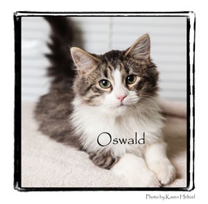 Domestic Longhair Cat for Sale in Warren, Pennsylvania - Oswald Domestic Longhair Cat for Sale in Warren, Pennsylvania - Oswald