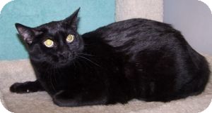 Domestic Shorthair Cat for Sale in Colorado Springs, Colorado - Lori Domestic Shorthair Cat for Sale in Colorado Springs, Colorado - Lori