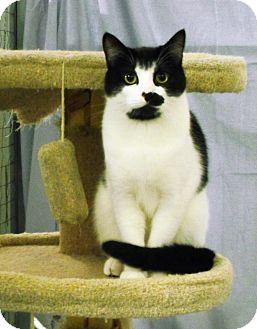 Domestic Shorthair Cat for Sale in Mission, British Columbia - Envy Domestic Shorthair Cat for Sale in Mission, British Columbia - Envy