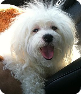 Maltese/Poodle (Miniature) Mix Dog for Sale in Studio City, California - Benji Maltese/Poodle (Miniature) Mix Dog for Sale in Studio City, California - Benji