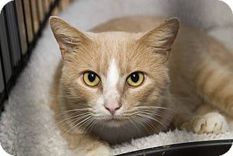 Domestic Shorthair Cat for Sale in Elfers, Florida - Gibbs Domestic Shorthair Cat for Sale in Elfers, Florida - Gibbs