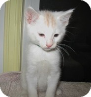 Domestic Shorthair Kitten for Sale in Shelton, Washington - Allister Domestic Shorthair Kitten for Sale in Shelton, Washington - Allister