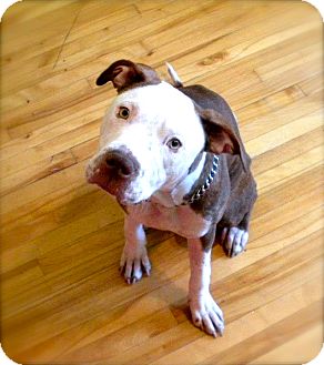 American Pit Bull Terrier Mix Dog for Sale in Laval, Quebec - Sadie American Pit Bull Terrier Mix Dog for Sale in Laval, Quebec - Sadie