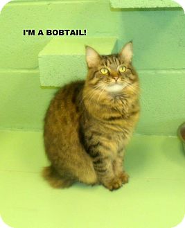 Bombay Cat for Sale in Gadsden, Alabama - Sophia Bombay Cat for Sale in Gadsden, Alabama - Sophia