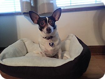 Fox Terrier (Toy) Mix Dog for Sale in Homewood, Alabama - Bambi Fox Terrier (Toy) Mix Dog for Sale in Homewood, Alabama - Bambi