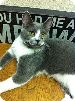 Domestic Shorthair Cat for Sale in Fountain Hills, Arizona - ASHE Domestic Shorthair Cat for Sale in Fountain Hills, Arizona - ASHE