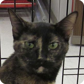 Domestic Shorthair Kitten for Sale in Winchester, California - Cute Domestic Shorthair Kitten for Sale in Winchester, California - Cute