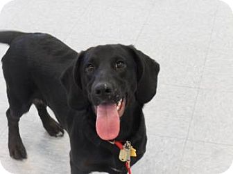 Labrador Retriever/Basset Hound Mix Dog for Sale in Kettering, Ohio - Rosie Labrador Retriever/Basset Hound Mix Dog for Sale in Kettering, Ohio - Rosie