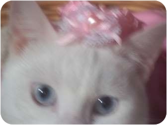 Domestic Shorthair Cat for Sale in Whitestone, New York - ANGEL Domestic Shorthair Cat for Sale in Whitestone, New York - ANGEL
