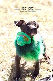 Dachshund Mix Puppy for Sale in Largo, Florida - Clover Dachshund Mix Puppy for Sale in Largo, Florida - Clover