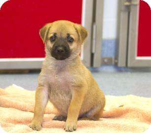 Chow Chow/Labrador Retriever Mix Puppy for Sale in Gainesville, Florida - Prisma Chow Chow/Labrador Retriever Mix Puppy for Sale in Gainesville, Florida - Prisma