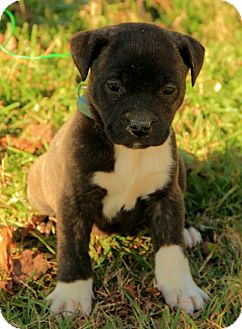 Boxer/Terrier (Unknown Type, Medium) Mix Puppy for Sale in Allentown, Pennsylvania - Carleigh Boxer/Terrier (Unknown Type, Medium) Mix Puppy for Sale in Allentown, Pennsylvania - Carleigh