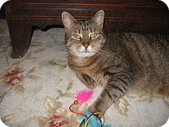 Domestic Shorthair Cat for Sale in Murrysville, Pennsylvania - Lola Domestic Shorthair Cat for Sale in Murrysville, Pennsylvania - Lola