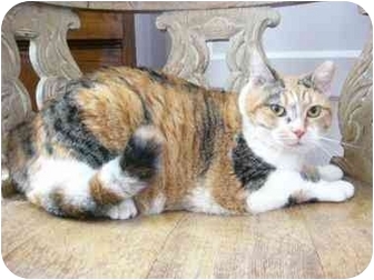 Calico Cat for Sale in Columbus, Georgia - Sally Calico Cat for Sale in Columbus, Georgia - Sally
