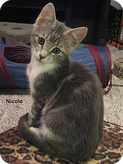 Domestic Shorthair Kitten for Sale in Portland, Oregon - Nicole Domestic Shorthair Kitten for Sale in Portland, Oregon - Nicole