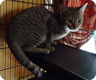 Domestic Shorthair Cat for Sale in Summerville, South Carolina - Carol Domestic Shorthair Cat for Sale in Summerville, South Carolina - Carol