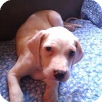Hound (Unknown Type) Mix Puppy for Sale in Richmond, Virginia - Penelope Hound (Unknown Type) Mix Puppy for Sale in Richmond, Virginia - Penelope