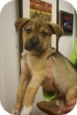 Labrador Retriever/Boxer Mix Puppy for Sale in Marietta, Georgia - Samwyse Labrador Retriever/Boxer Mix Puppy for Sale in Marietta, Georgia - Samwyse