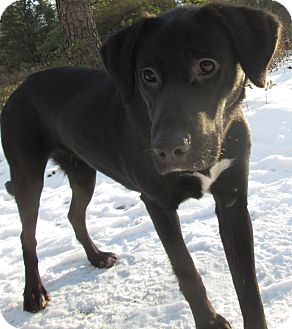 Labrador Retriever Mix Dog for Sale in Forked River, New Jersey - Lita Labrador Retriever Mix Dog for Sale in Forked River, New Jersey - Lita