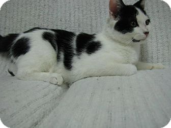 Domestic Shorthair Kitten for Sale in East Hanover, New Jersey - Jackson Domestic Shorthair Kitten for Sale in East Hanover, New Jersey - Jackson