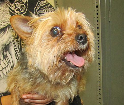 Raleigh NC Yorkie Yorkshire Terrier Meet Jerry A Pet For Adoption