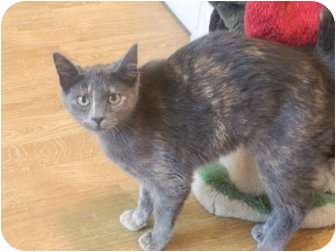 Domestic Shorthair Kitten for Sale in The Colony, Texas - Eliza Domestic Shorthair Kitten for Sale in The Colony, Texas - Eliza