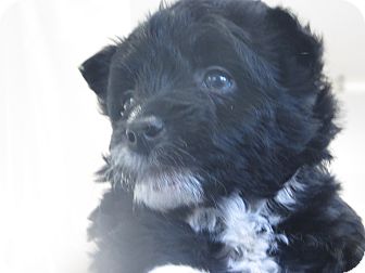 Schnauzer (Miniature) Mix Puppy for Sale in Hamilton, Montana - Pup 1 Schnauzer (Miniature) Mix Puppy for Sale in Hamilton, Montana - Pup 1