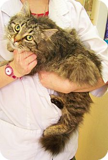 Maine Coon Cat for Sale in Toledo, Ohio - Ben Maine Coon Cat for Sale in Toledo, Ohio - Ben