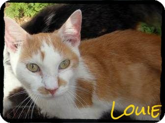 Domestic Shorthair Cat for Sale in Anywhere, Connecticut - Louie Domestic Shorthair Cat for Sale in Anywhere, Connecticut - Louie