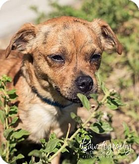 Boston Terrier/Dachshund Mix Dog for Sale in Phoenix, Arizona - bullwinkle Boston Terrier/Dachshund Mix Dog for Sale in Phoenix, Arizona - bullwinkle