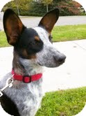 Australian Cattle Dog/Corgi Mix Puppy for Sale in Westland, Michigan - Bowser Australian Cattle Dog/Corgi Mix Puppy for Sale in Westland, Michigan - Bowser