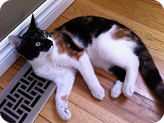 Calico Kitten for Sale in Emsdale (Huntsville), Ontario - Cali - Sweet! Calico Kitten for Sale in Emsdale (Huntsville), Ontario - Cali - Sweet!