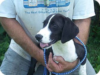 Border Collie/Labrador Retriever Mix Puppy for Sale in Germantown, Maryland - Rocket Border Collie/Labrador Retriever Mix Puppy for Sale in Germantown, Maryland - Rocket