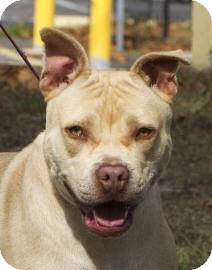 Pit Bull Terrier Mix Dog for Sale in Gainesville, Florida - Jewel Pit Bull Terrier Mix Dog for Sale in Gainesville, Florida - Jewel