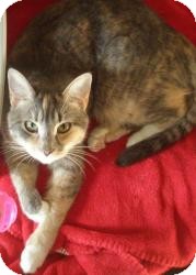 Calico Cat for Sale in New Bedford, Massachusetts - Athena Calico Cat for Sale in New Bedford, Massachusetts - Athena